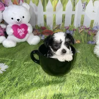 Oreo, a male Poodle - Toy  and Morkie for sale in Cooper City, FL – Photo 4 of 10