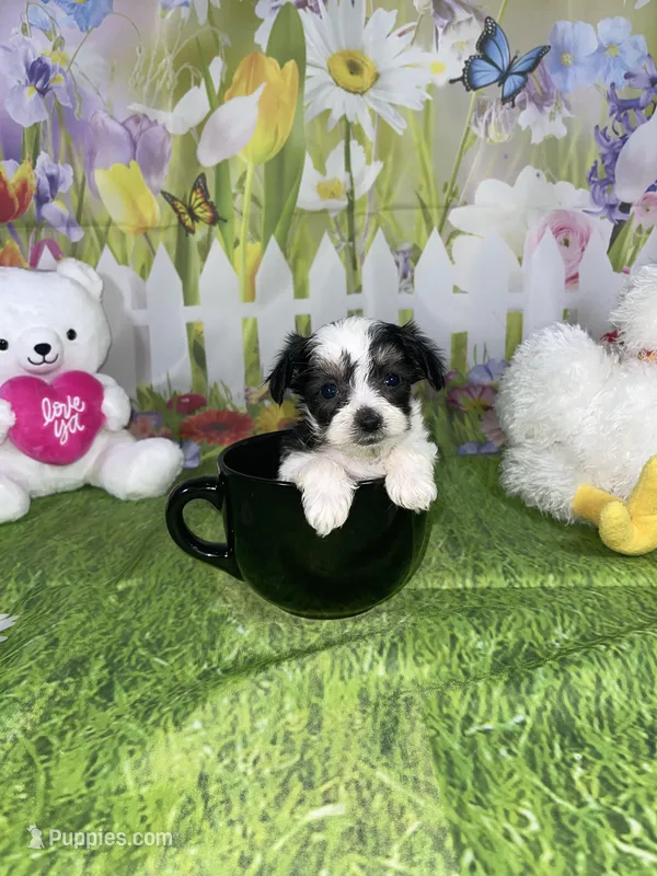 Oreo, a male Poodle - Toy  and Morkie for sale in Cooper City, FL – Photo 1 of 5