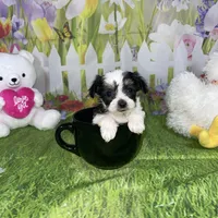 Oreo, a male Poodle - Toy  and Morkie for sale in Cooper City, FL – Photo 2 of 10