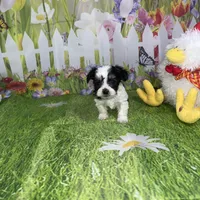 Oreo, a male Poodle - Toy  and Morkie for sale in Cooper City, FL – Photo 5 of 10