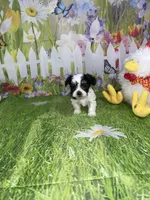 Oreo, a male Poodle - Toy  and Morkie for sale in Cooper City, FL – Photo 4 of 5
