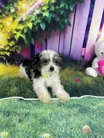 Oreo, a male Poodle - Toy  and Morkie for sale in Cooper City, FL – Photo 9 of 10