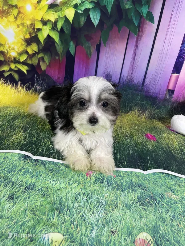 Oreo – Poodle - Toy , Morkie puppy for sale in Cooper City, FL