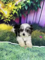 Oreo, a male Poodle - Toy  and Morkie for sale in Cooper City, FL – Photo 6 of 10