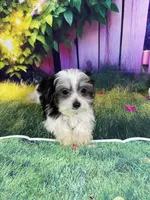 Oreo, a male Poodle - Toy  and Morkie for sale in Cooper City, FL – Photo 7 of 10