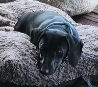 Male , a male Dachshund for sale in Powdersville, SC – 3 of 6
