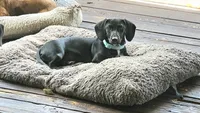 Male , a male Dachshund for sale in Powdersville, SC – 2 of 6