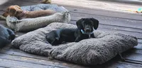 Male , a male Dachshund for sale in Powdersville, SC – 6 of 6