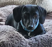 Male , a male Dachshund for sale in Powdersville, SC – 1 of 6
