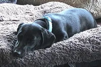 Male , a male Dachshund for sale in Powdersville, SC – 4 of 6