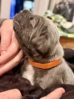 Orange, a female Neapolitan Mastiff for sale in San Diego, CA – Photo 2 of 3