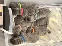 Orange, a female Neapolitan Mastiff for sale in San Diego, CA – Photo 3 of 3