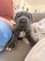 Orange, a female Neapolitan Mastiff for sale in San Diego, CA – Photo 1 of 4