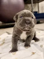 Orange, a female Neapolitan Mastiff for sale in San Diego, CA – Photo 1 of 3