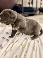 Pink, a female Neapolitan Mastiff for sale in San Diego, CA – Photo 2 of 2