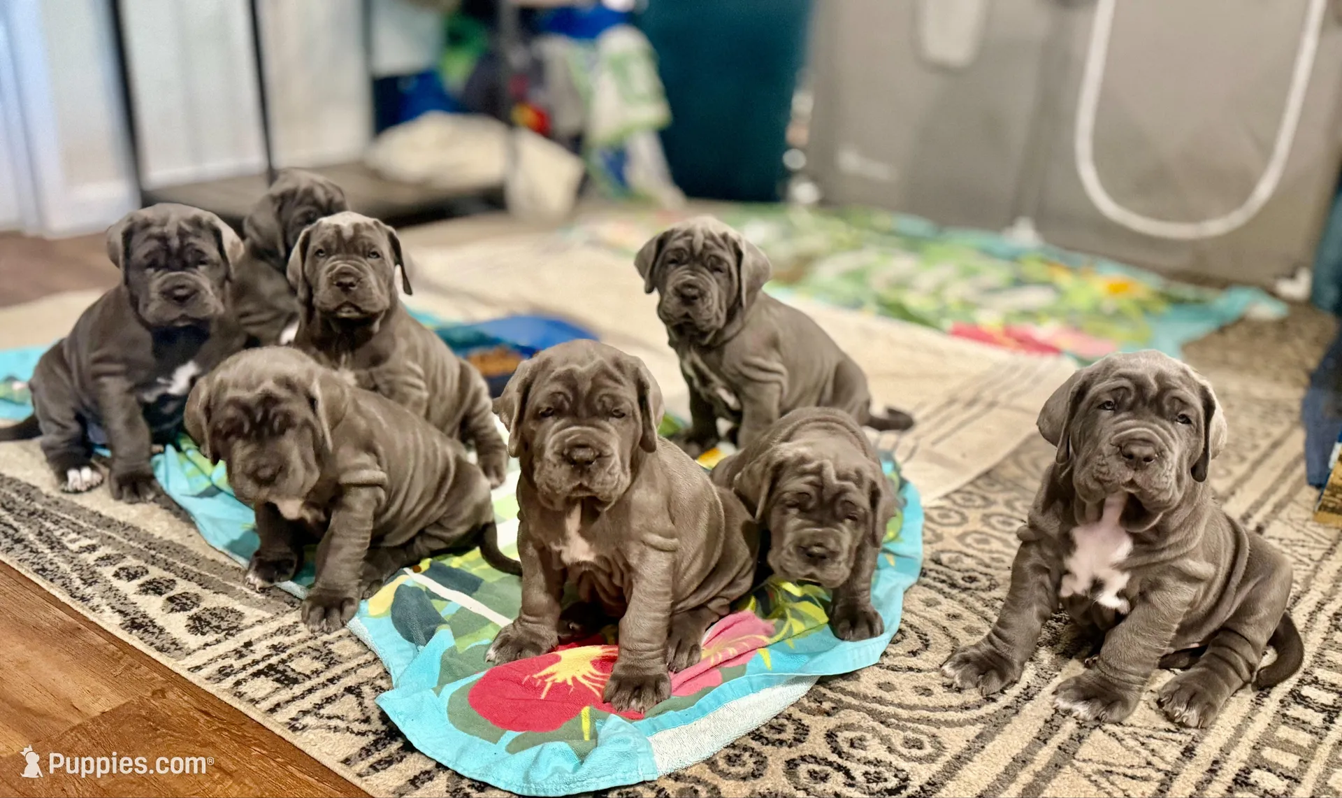 Pink, a female Neapolitan Mastiff for sale in San Diego, CA – Photo 2 of 2