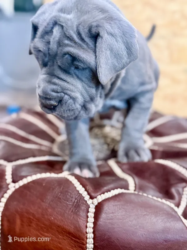 Pink – Neapolitan Mastiff puppy for sale in San Diego, CA