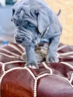 Pink, a female Neapolitan Mastiff for sale in San Diego, CA – Photo 1 of 2