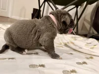 Pink, a female Neapolitan Mastiff for sale in San Diego, CA – Photo 1 of 2