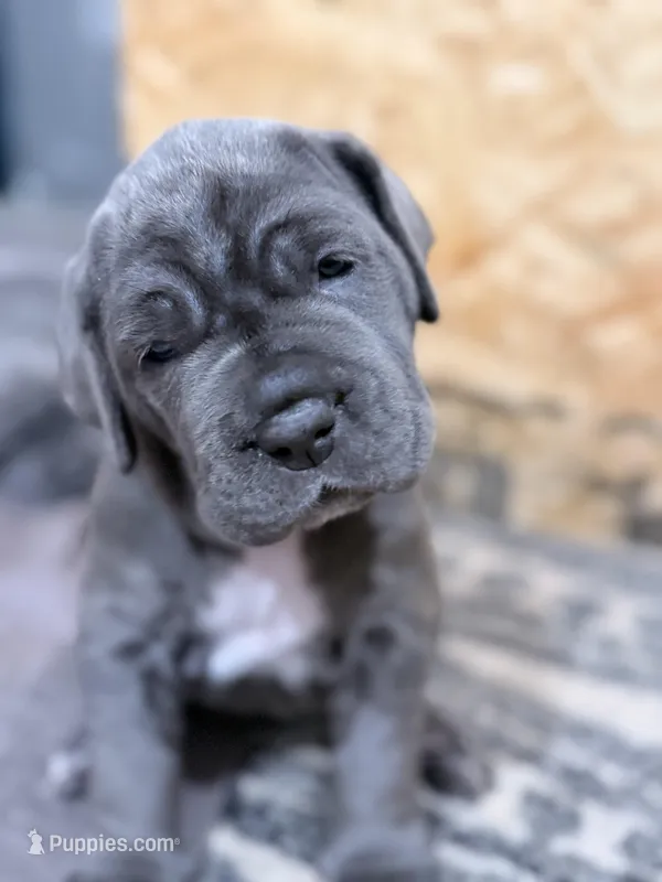 Purple  – Neapolitan Mastiff puppy for sale in San Diego, CA