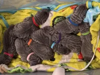 Purple , a female Neapolitan Mastiff for sale in San Diego, CA – Photo 3 of 3