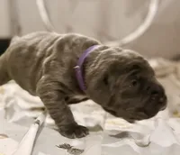 Purple , a female Neapolitan Mastiff for sale in San Diego, CA – Photo 2 of 3