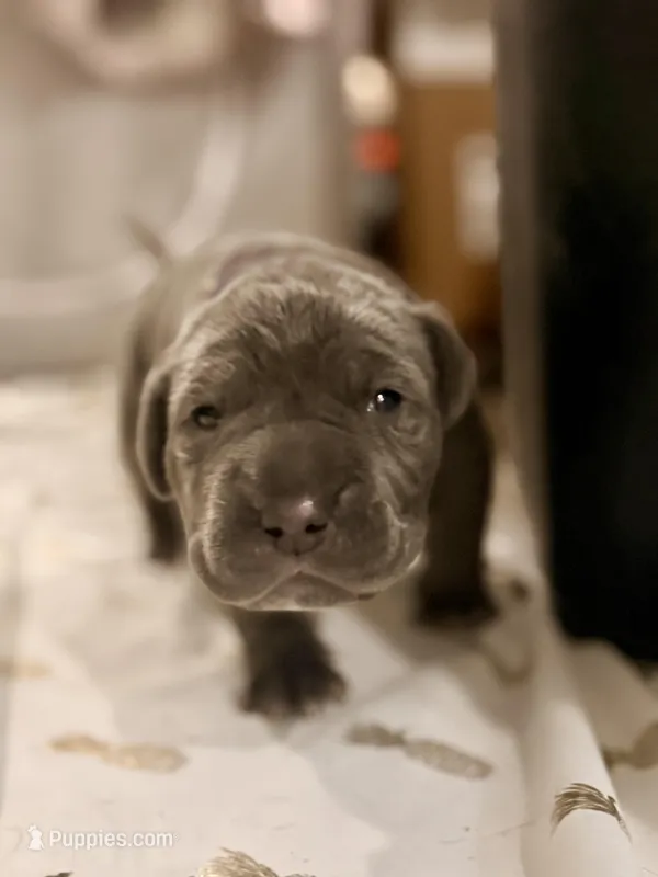 Purple  – Neapolitan Mastiff puppy for sale in San Diego, CA