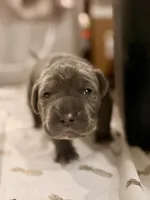 Purple , a female Neapolitan Mastiff for sale in San Diego, CA – Photo 1 of 3