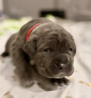 Red, a female Neapolitan Mastiff for sale in San Diego, CA – Photo 1 of 2
