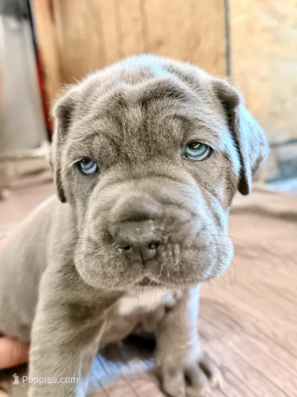 Red – Neapolitan Mastiff puppy for sale in San Diego, CA