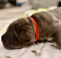 Red, a female Neapolitan Mastiff for sale in San Diego, CA – Photo 2 of 2