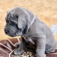 Cyan, a male Neapolitan Mastiff for sale in San Diego, CA – Photo 1 of 3