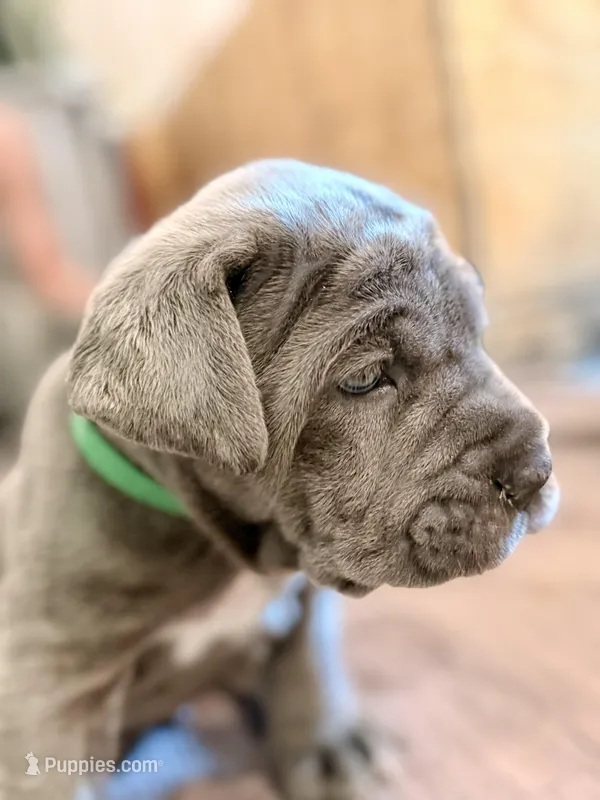 Green – Neapolitan Mastiff puppy for sale in San Diego, CA