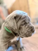 Green, a male Neapolitan Mastiff for sale in San Diego, CA – Photo 1 of 4