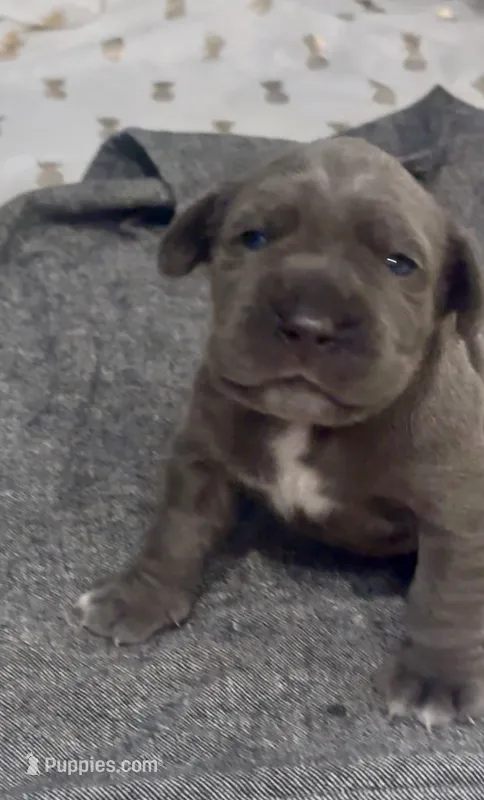 Green – Neapolitan Mastiff puppy for sale in San Diego, CA