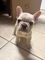 Blue, a male French Bulldog for sale in Somonauk, IL – 2 of 3