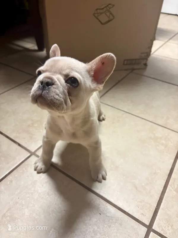Blue – French Bulldog puppy for sale in Somonauk, IL