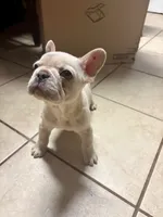 Blue, a male French Bulldog for sale in Somonauk, IL – 1 of 3