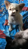 Fat boy, a male French Bulldog for sale in Somonauk, IL – 2 of 2