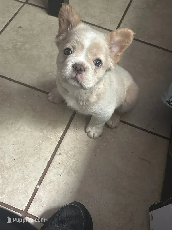 Fat boy, a male French Bulldog for sale in Somonauk, IL – 1 of 1