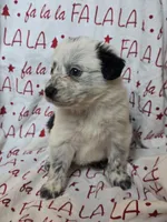 processed/b0dff850-601e-4152-952e-06737f3eb4fc/listing/c7181aef-002f-4687-9625-c9c8922a232c/10602b10-1fea-4c4e-a041-cc0606cb7c6f