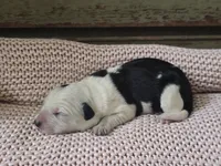 processed/b0dff850-601e-4152-952e-06737f3eb4fc/listing/c7181aef-002f-4687-9625-c9c8922a232c/97a05e0d-8c9e-43b7-b094-c0831b268266