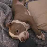 Butters, a male American Bully for sale in Denver, CO – 2 of 3