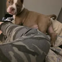 Butters, a male American Bully for sale in Denver, CO – 3 of 3