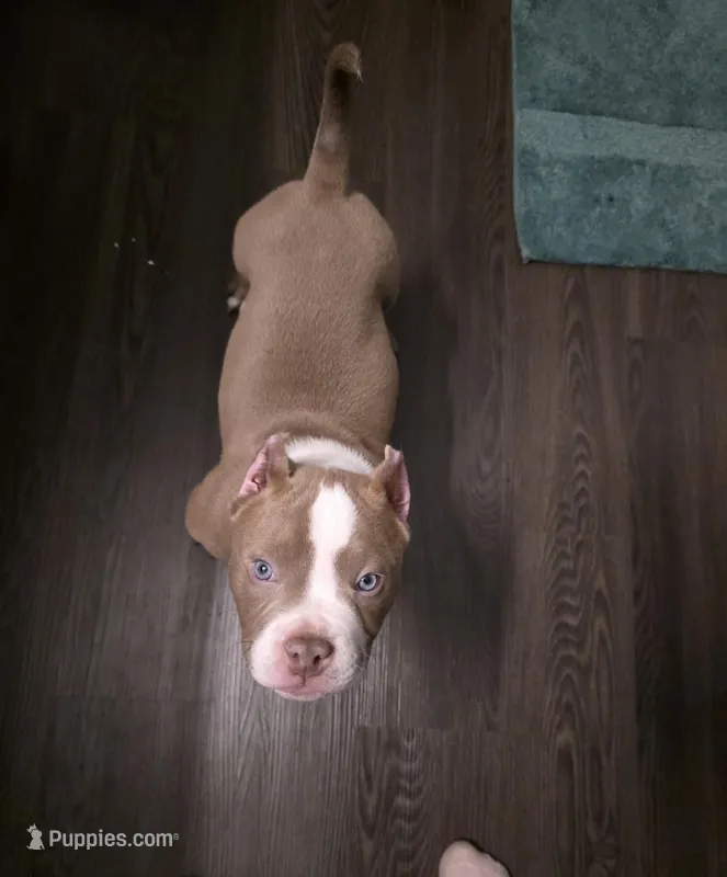 Butters – American Bully puppy for sale in Denver, CO