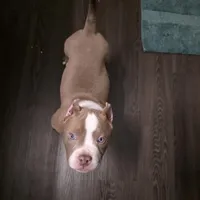 Butters, a male American Bully for sale in Denver, CO – 1 of 3