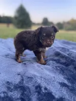 Pomapoo *Violet*, a female Pomapoo for sale in Stuart, VA – 2 of 5