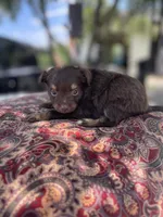 Pomapoo *Violet*, a female Pomeranian and Poodle - Toy  for sale in Stuart, VA – 5 of 6