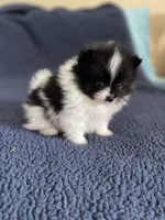 Peppi AKC parents Embark tested, a male Pomeranian for sale in Stuart, VA – Photo 6 of 7