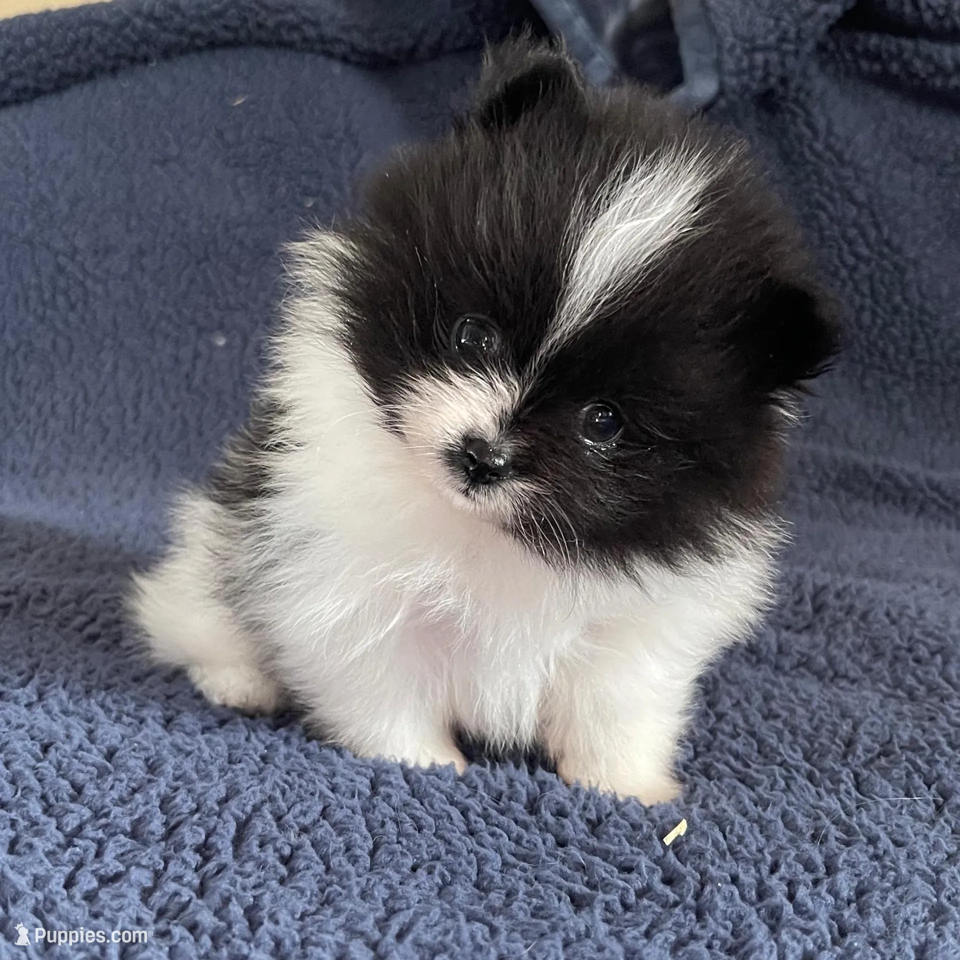 Peppi AKC parents Embark tested, a male Pomeranian for sale in Stuart, VA – Photo 7 of 7